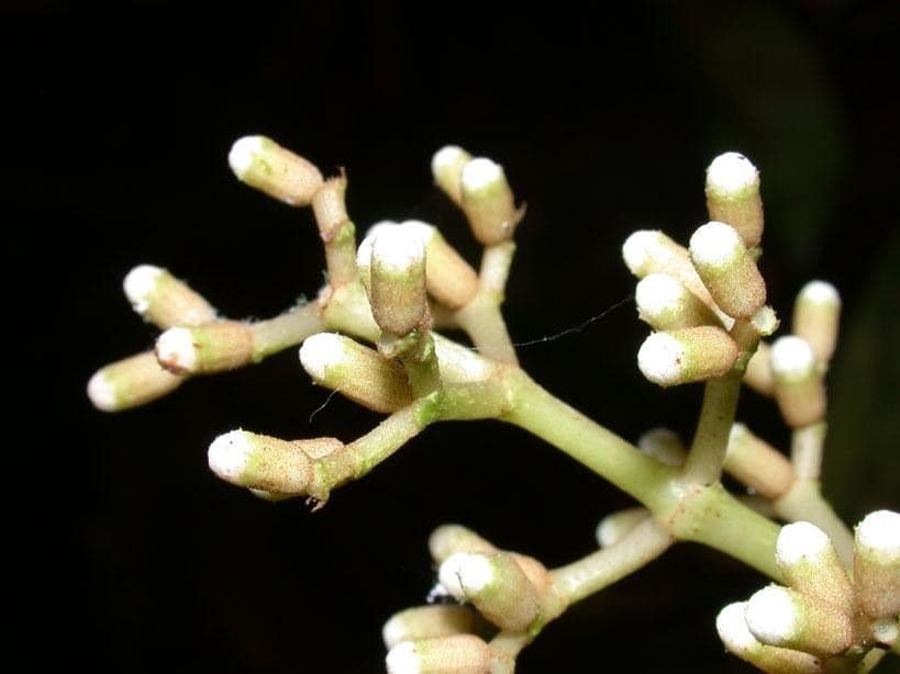 Miconia 2