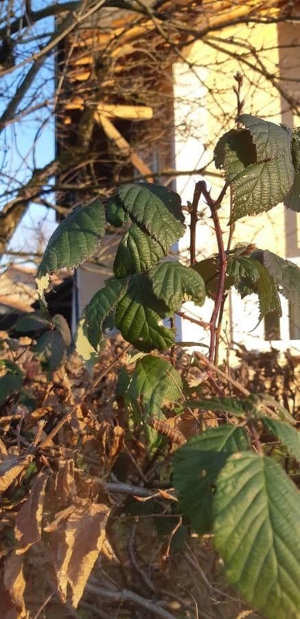 Gefurchte Brombeere 17
