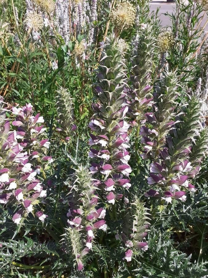 Acantho spinoso 26