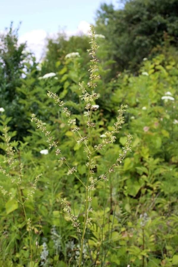 Silene 5