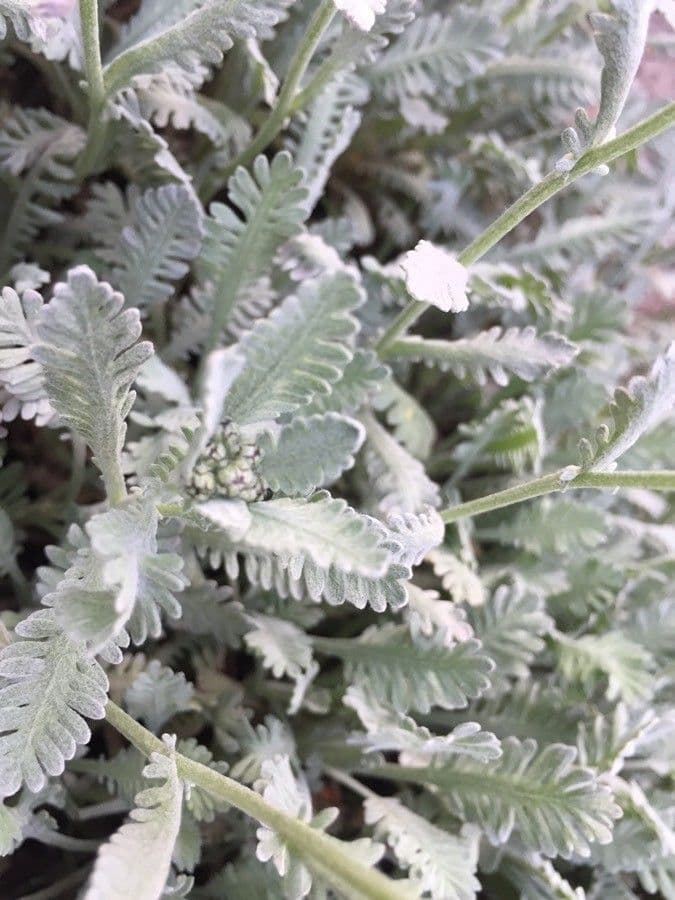Achillea 11