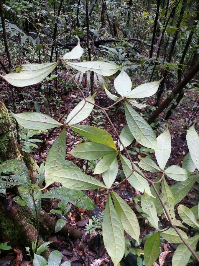 Ocotea
