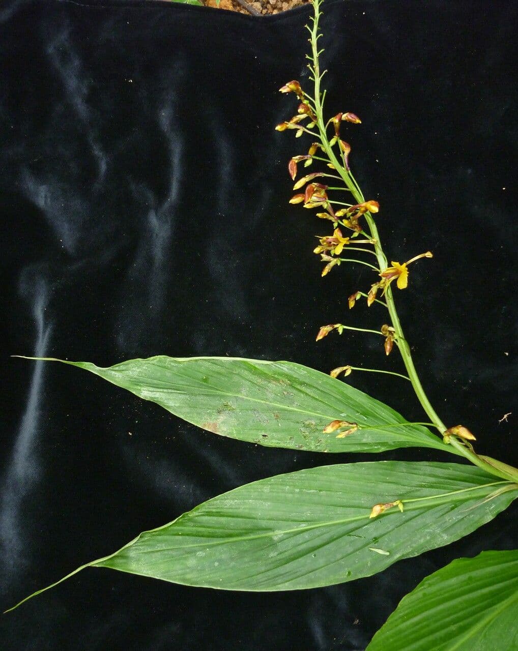 Globba racemosa 7