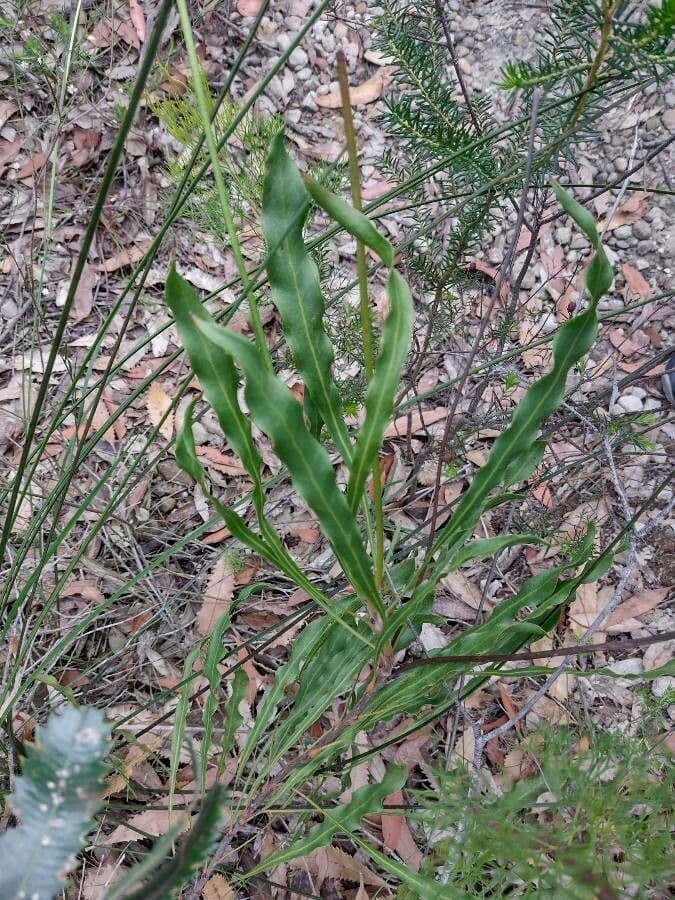 Conospermum de hoja larga 6