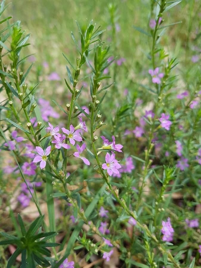 Lythrum junceum 6