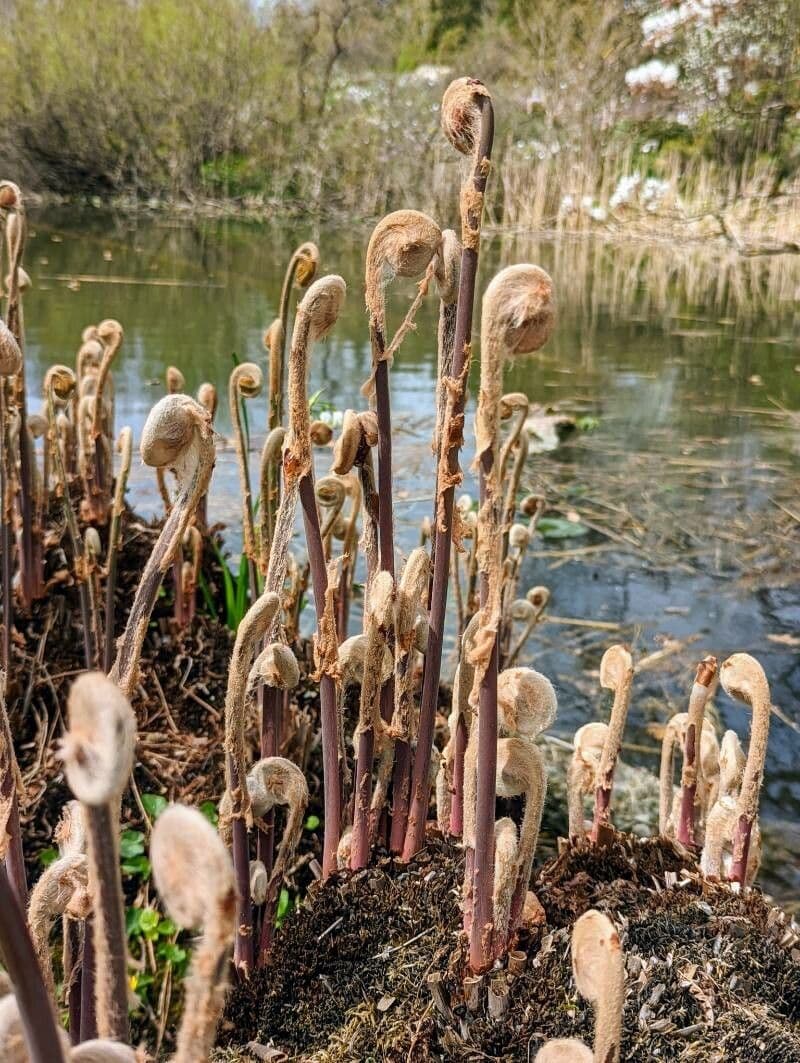 Długosz królewski 26