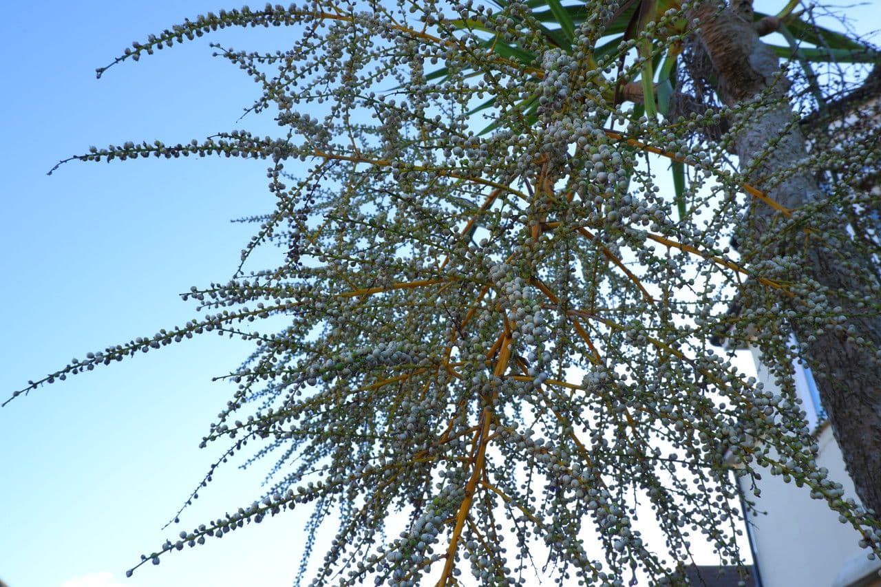 Albero cavolo 30