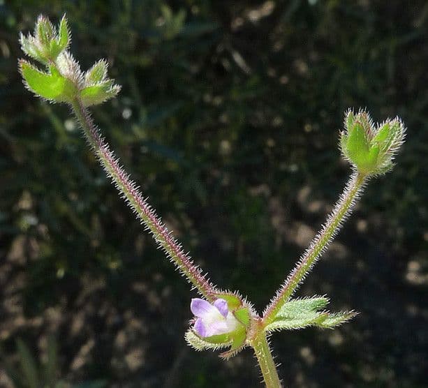 Campanula erinus 26