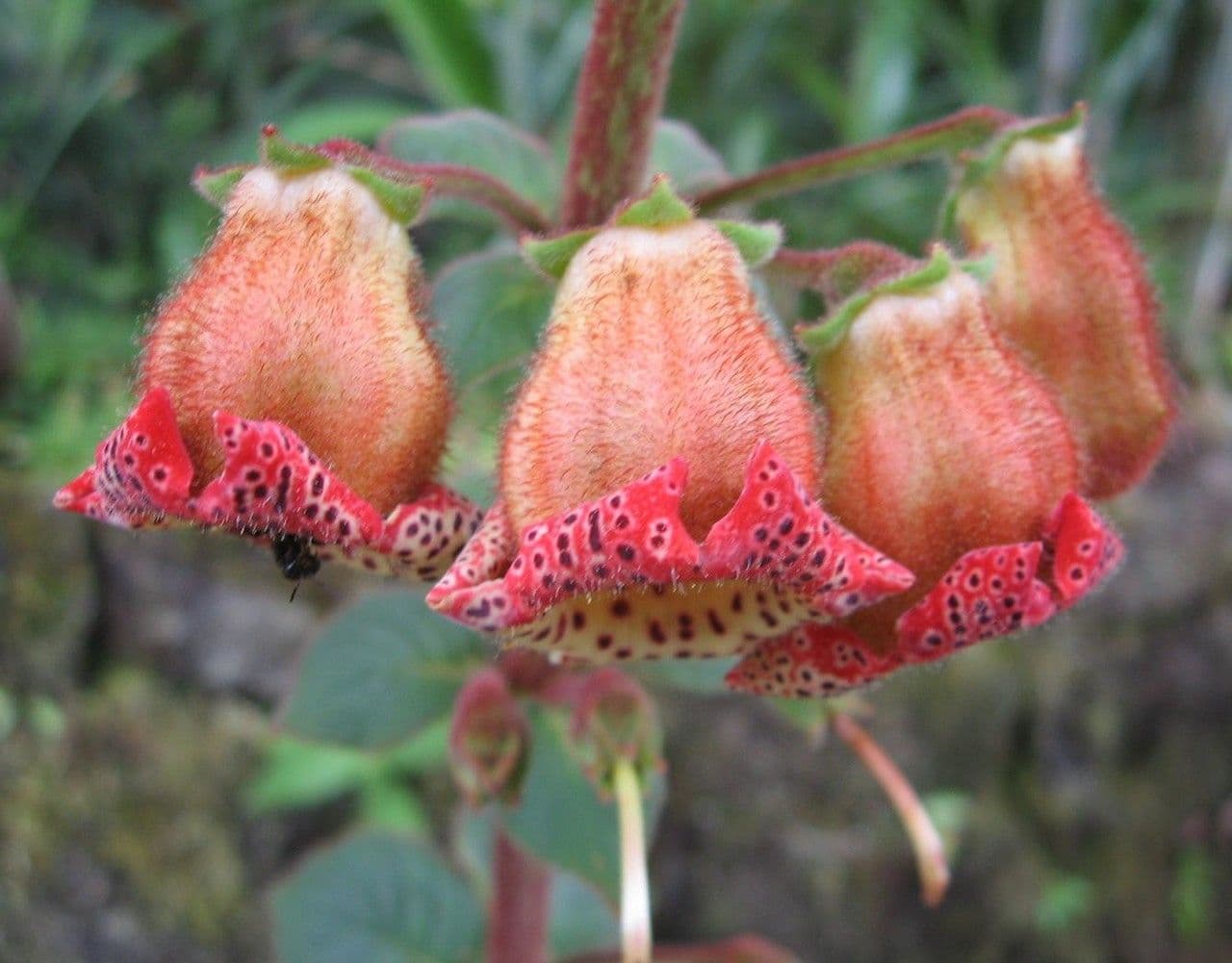 Kohleria 2