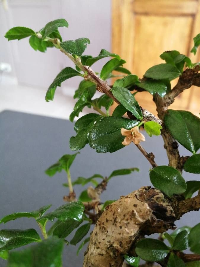 Fukientea 4