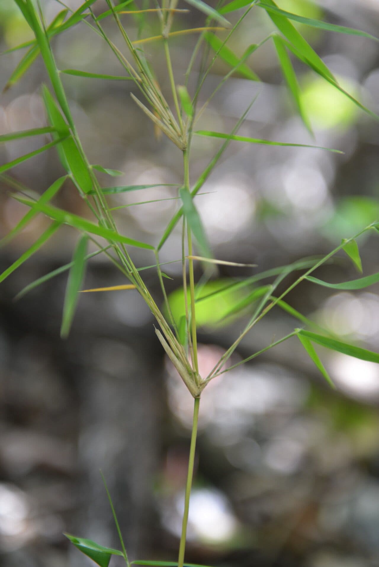 Rhipidocladum a grappolo 14