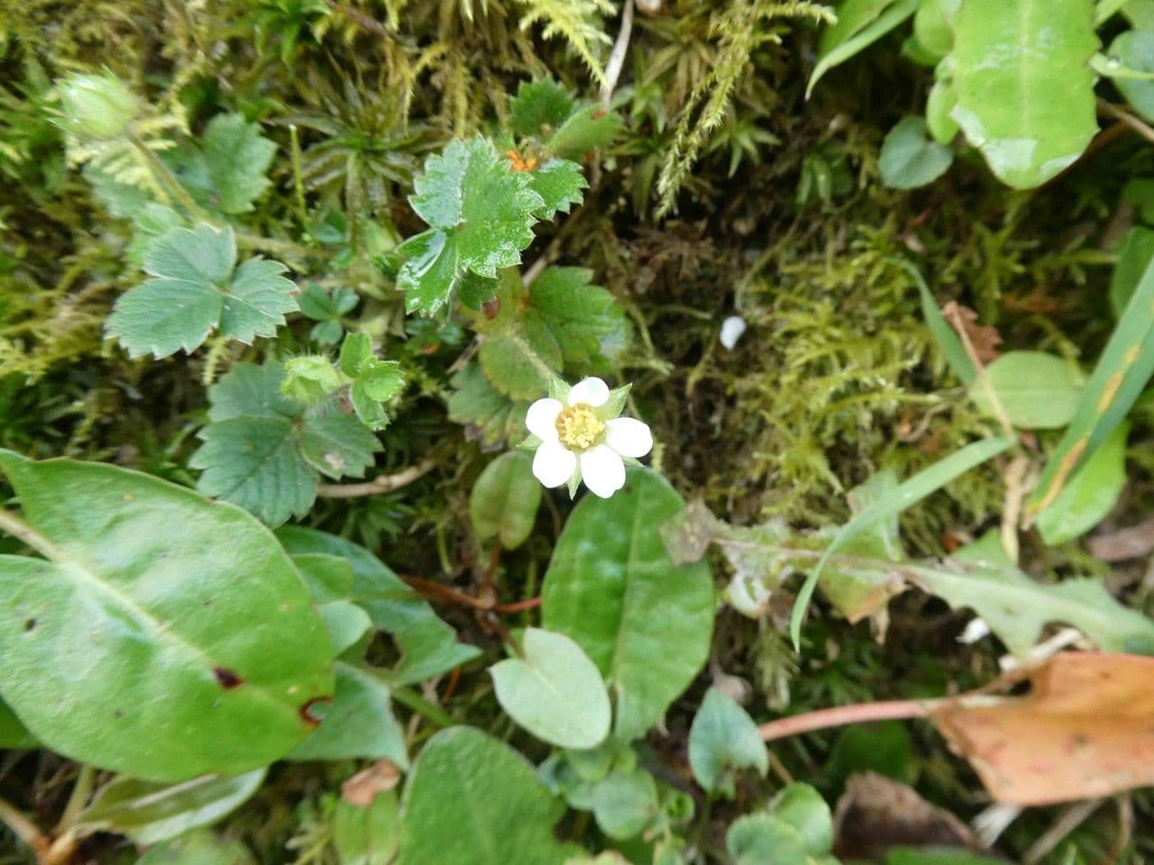 Potentilla della Turingia 2