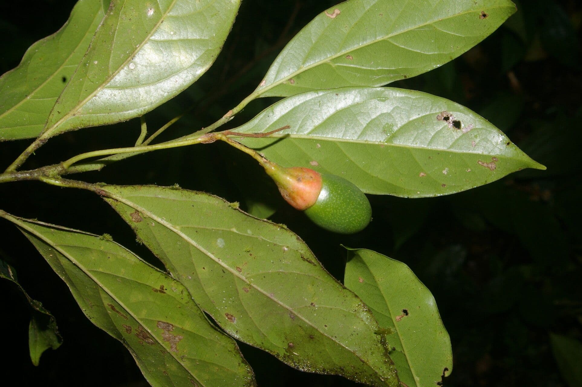 Ocotea
