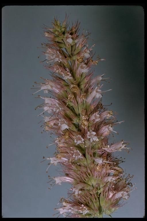 Agastache 3