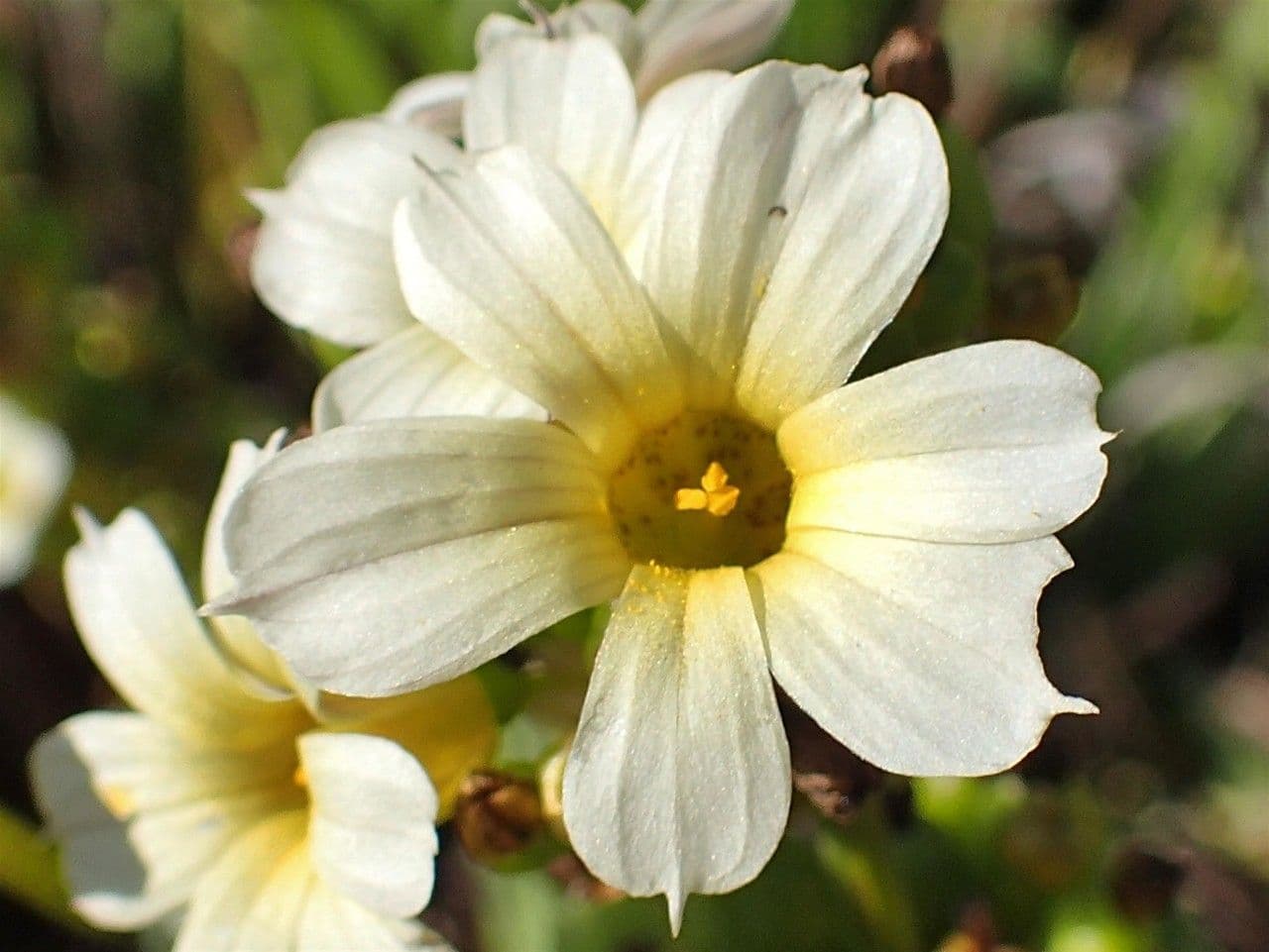 Sisyrinchium striato 4