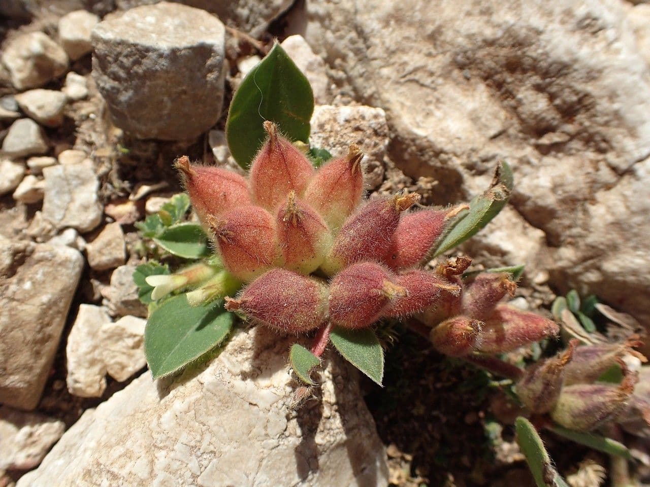 Tripodion tetraphyllum 6