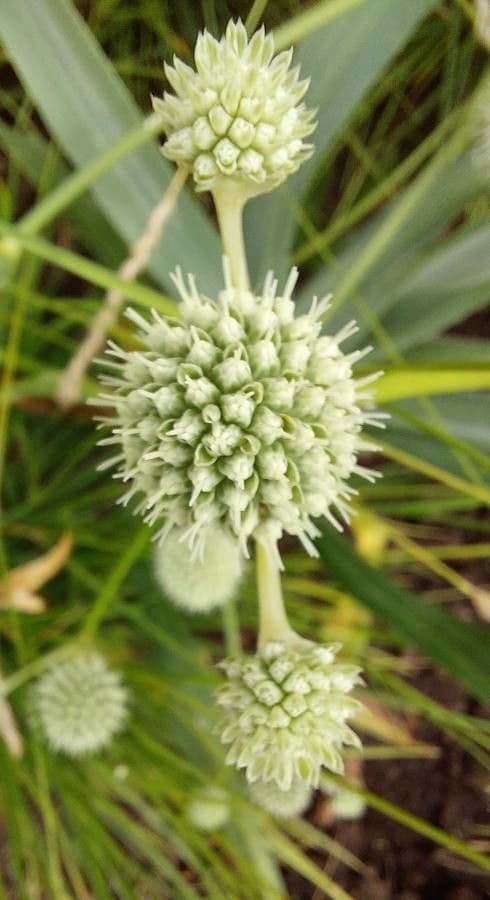 Yucca-Mannstreu 9