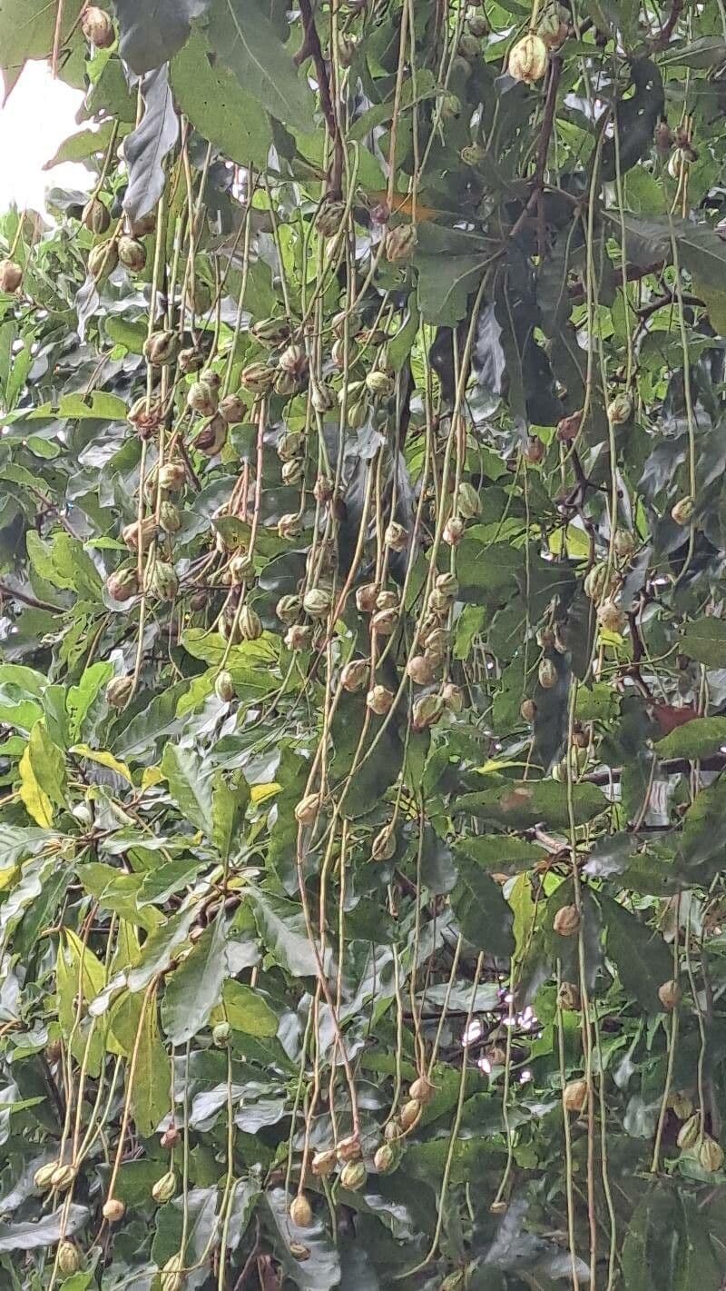 Barringtonia 5