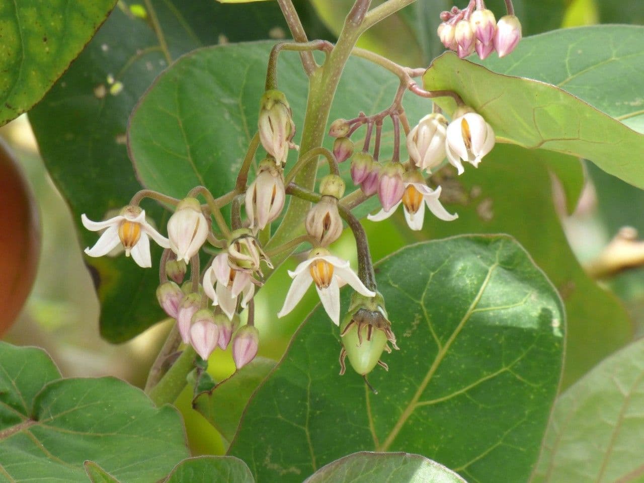 Baumtomate 9