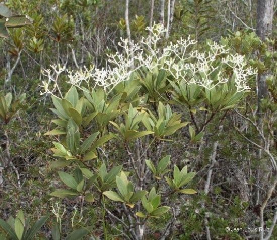 Psychotria 9
