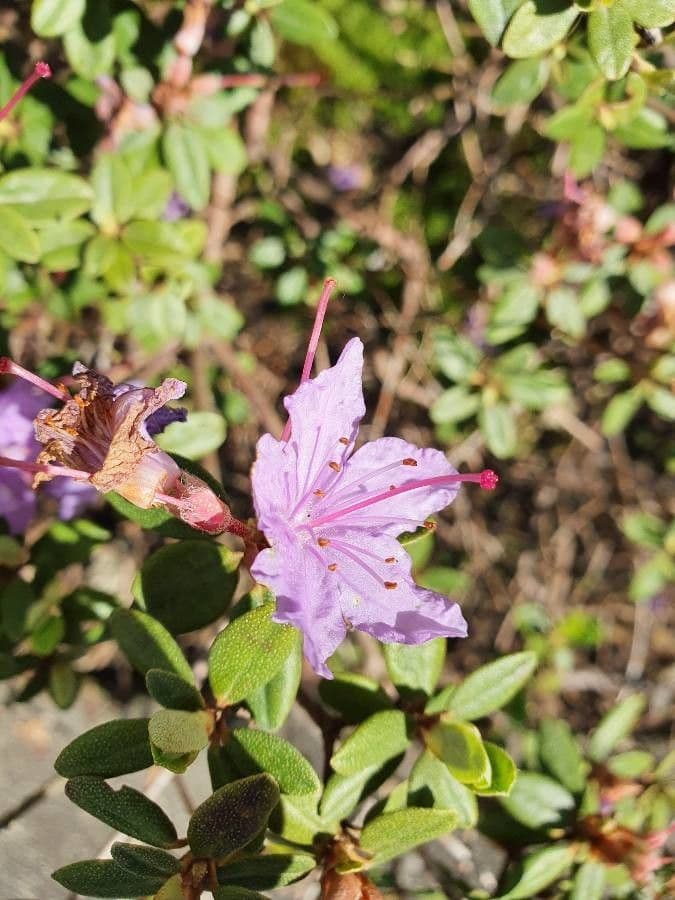 Rododendro lapponico 2
