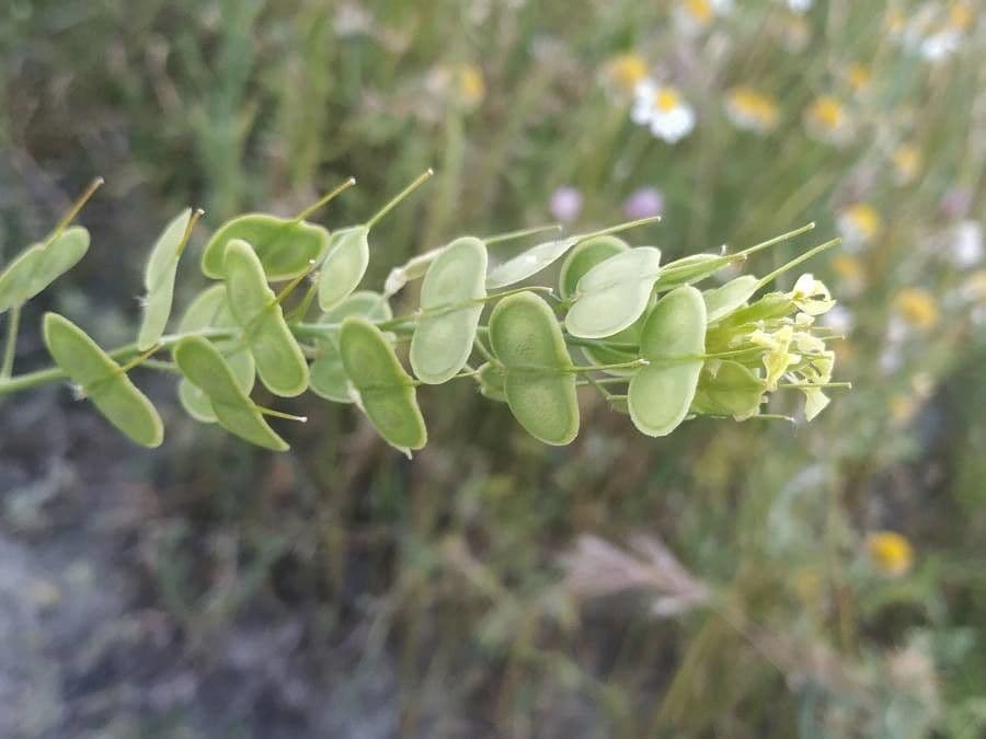 Zahnkresse 18