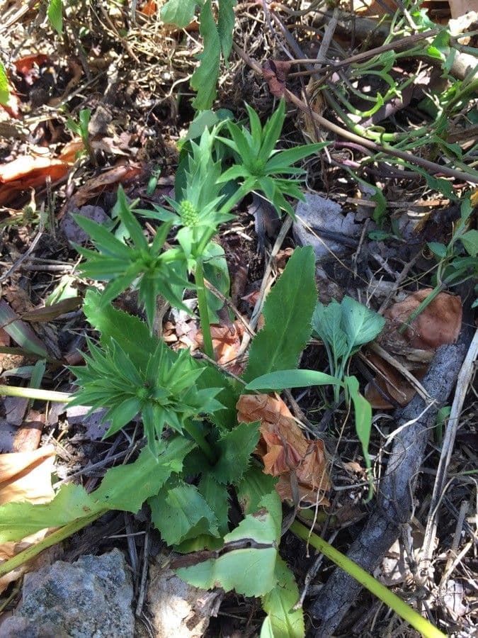 Eryngium foetidum 15