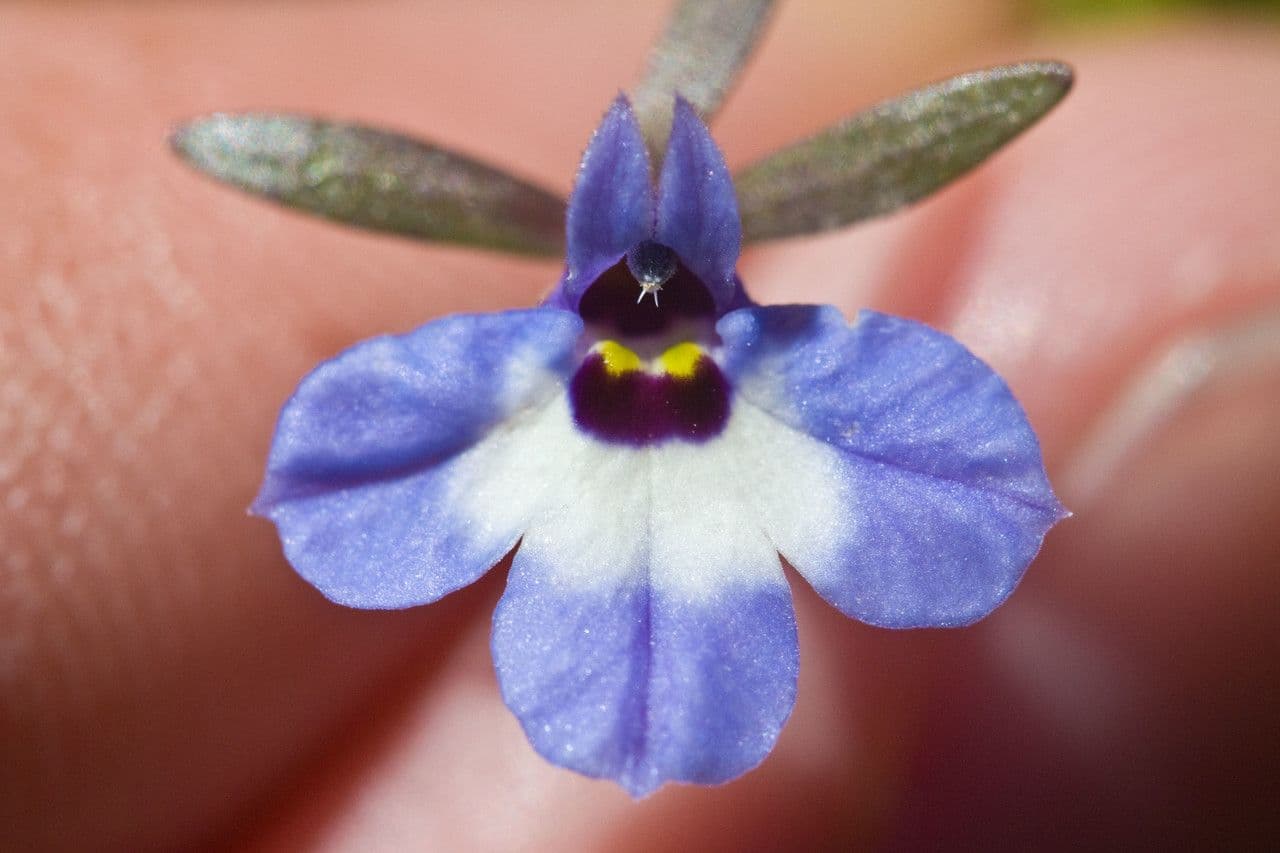 Downingia concolor 3