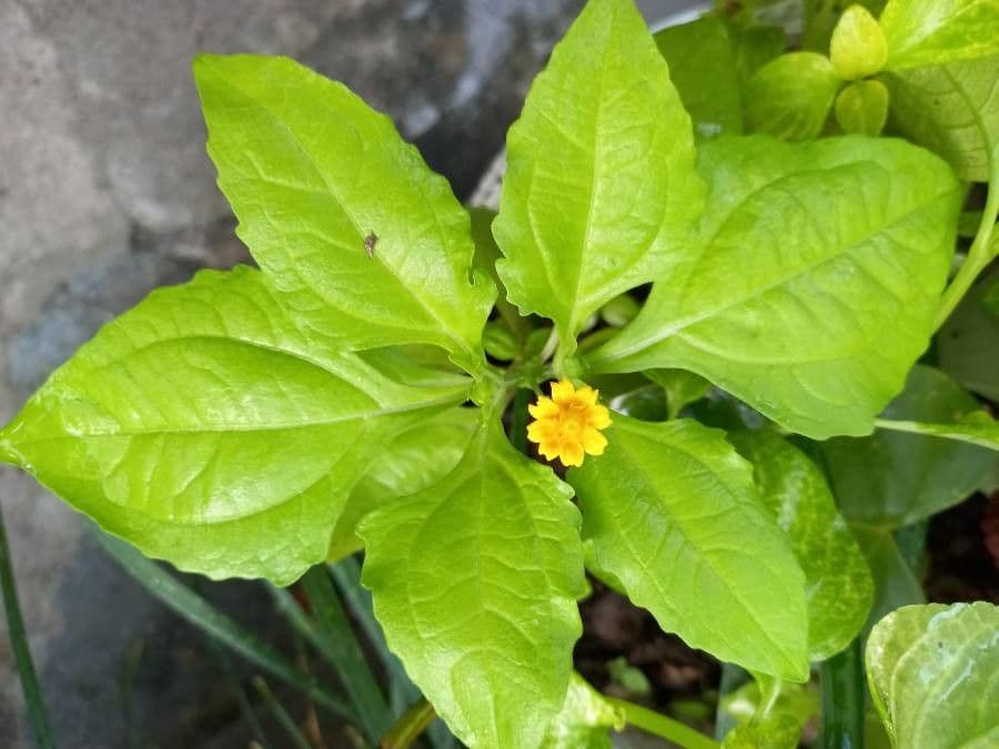Mélampode divariqué 15