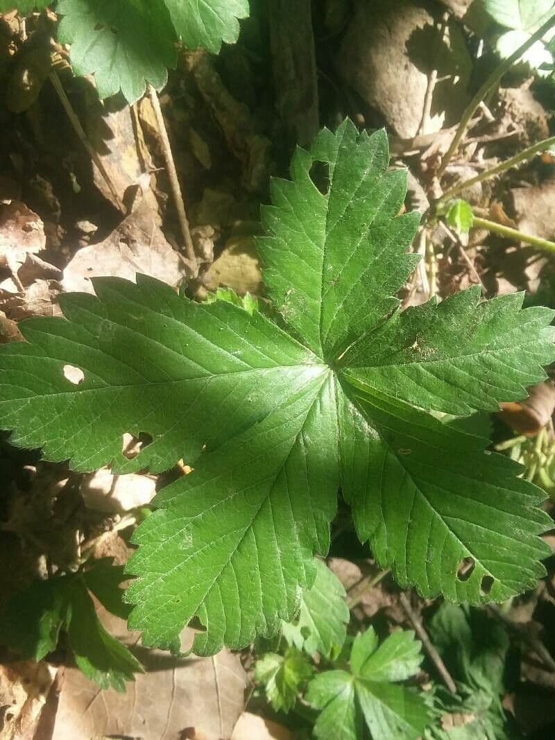 Potentilla simplex 17