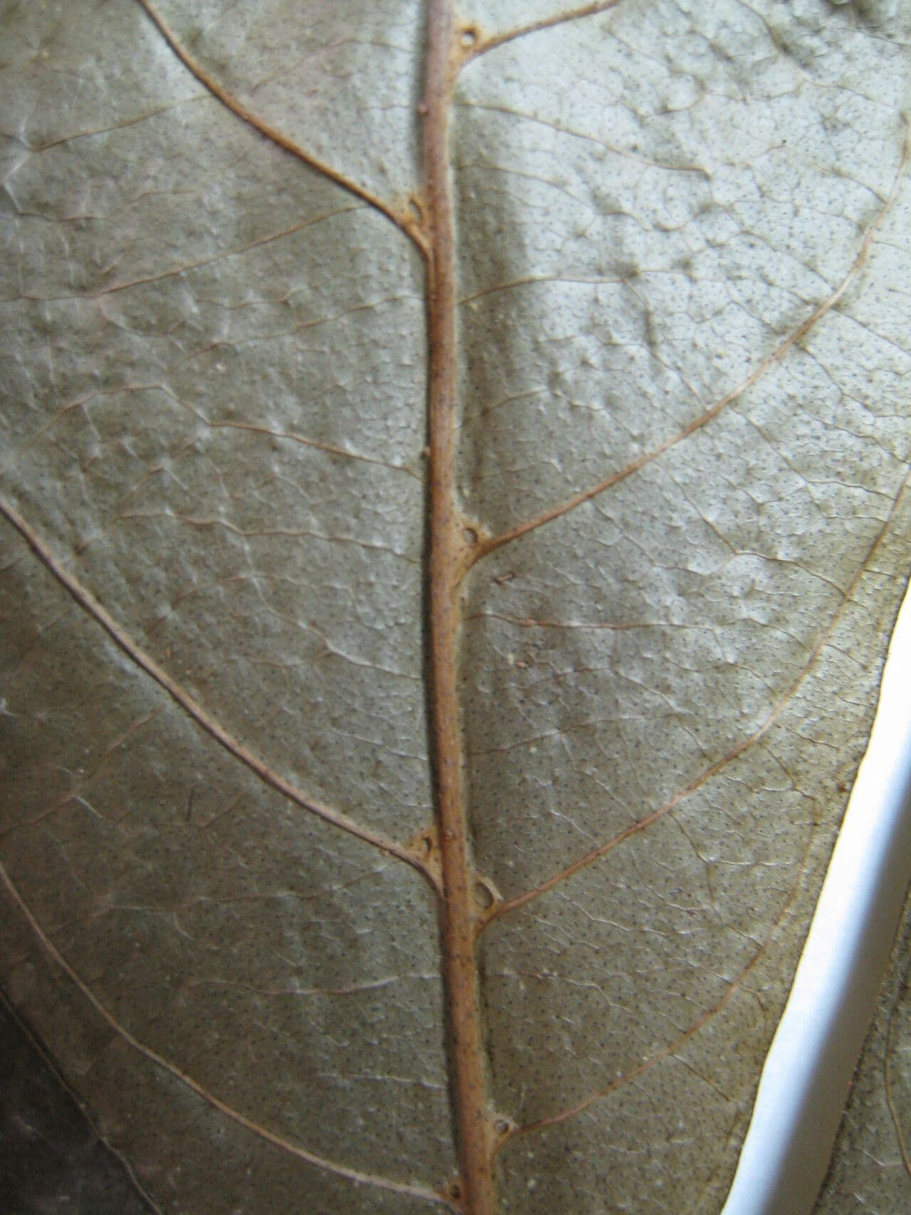 Ticorea fetida 5