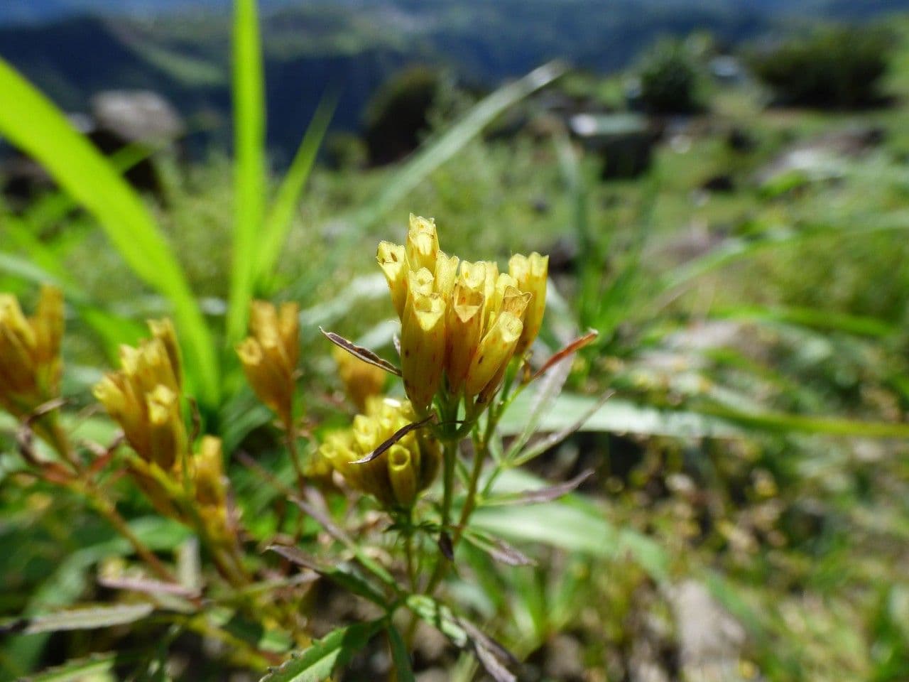 Tagetes minuta 4