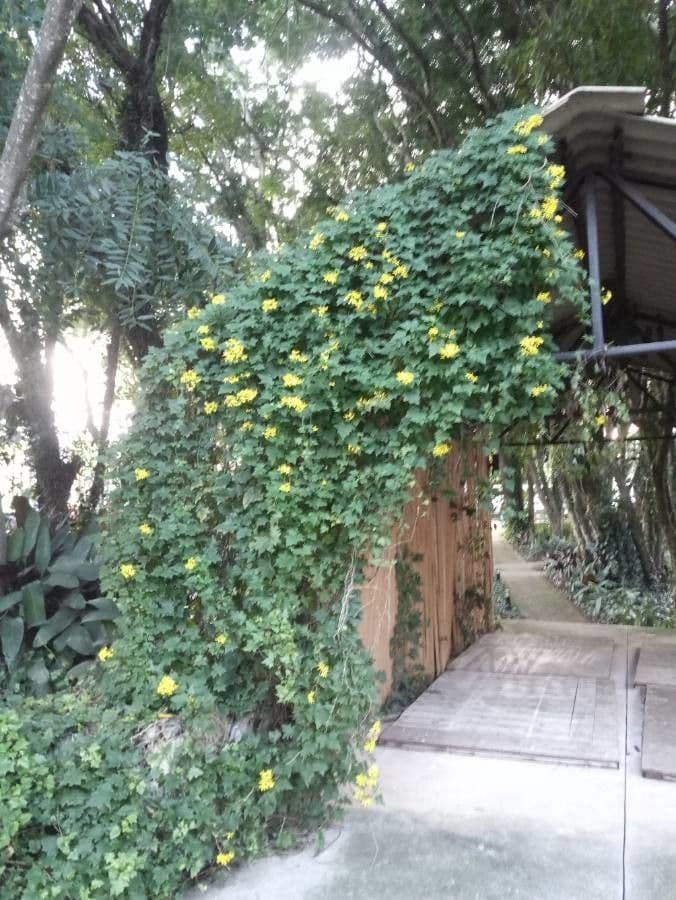 Delairea odorata 11