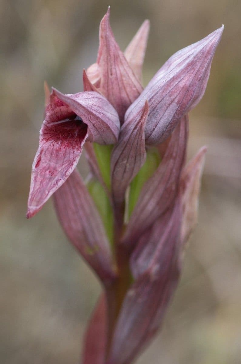 Přestup západní 3