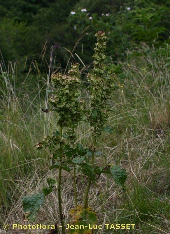 Acetosa aquitana 10