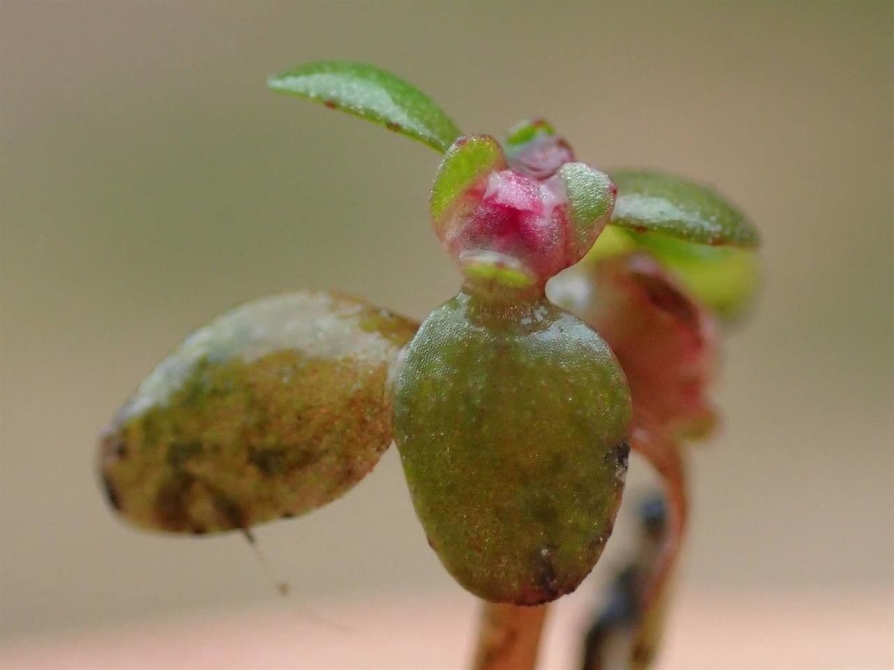 Elatine hexandra 4