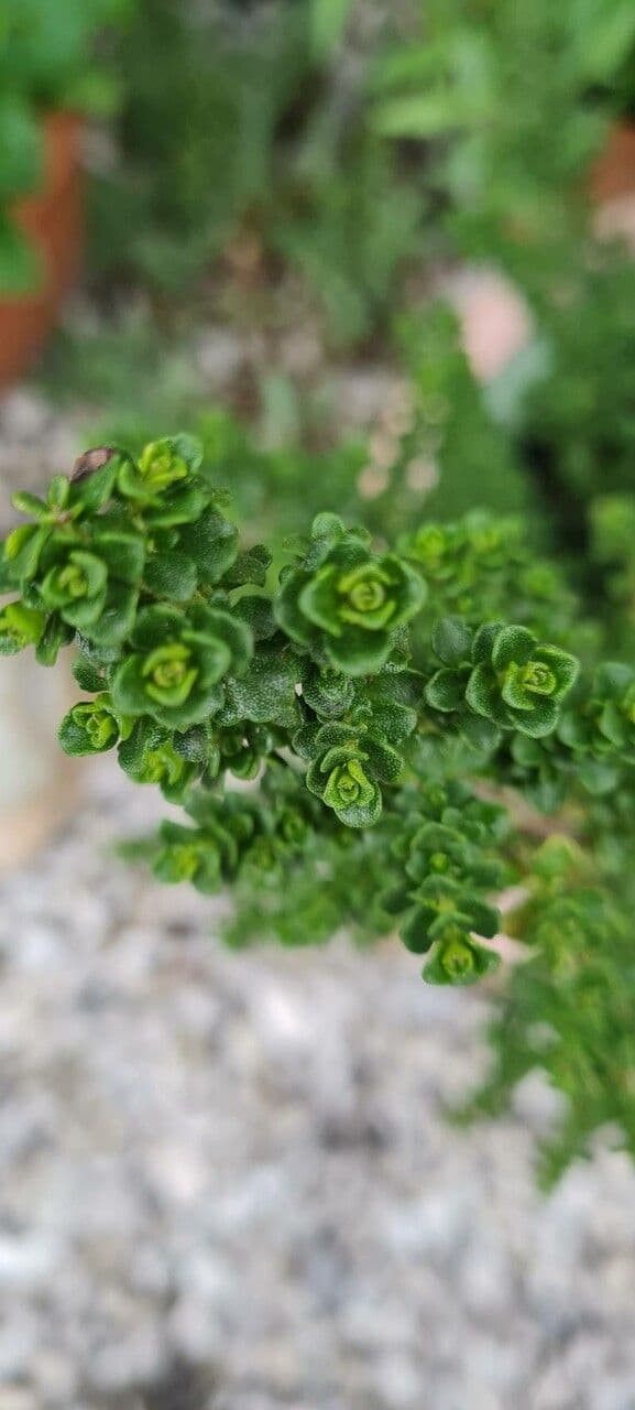 Prostanthera 10