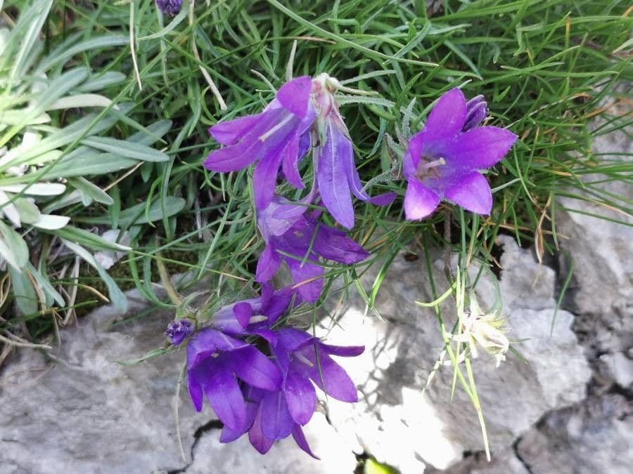 Campanula alpestre 4