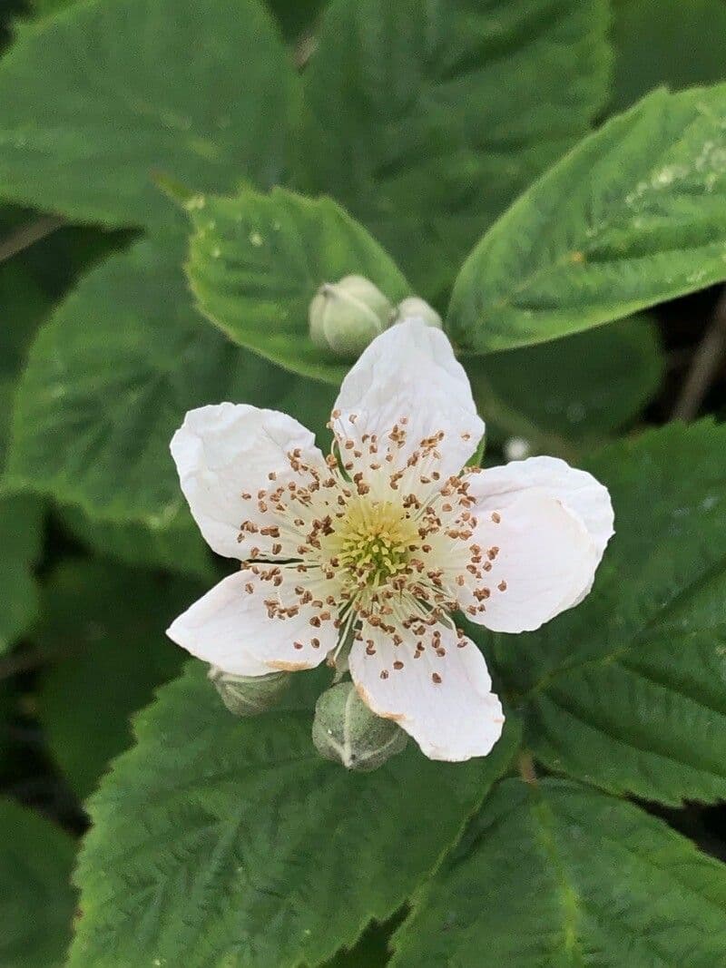 Rovo feroce 6