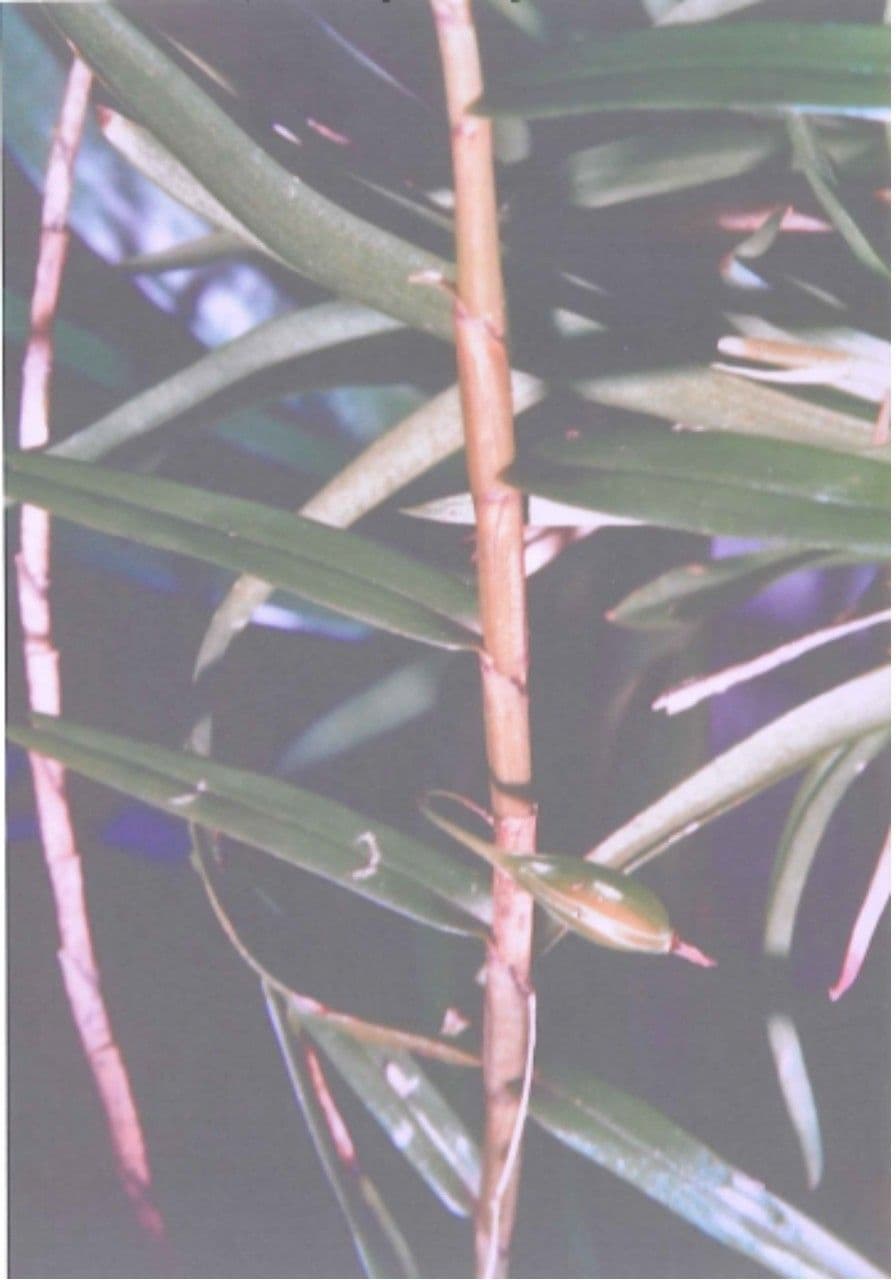 Dendrobium 7