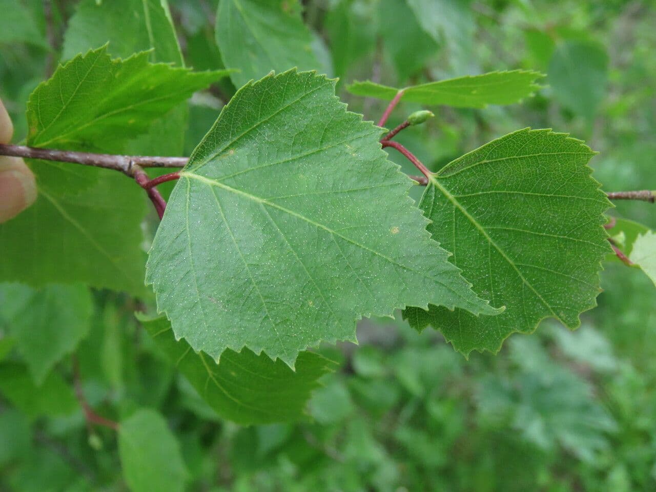 Betulla bianca 20