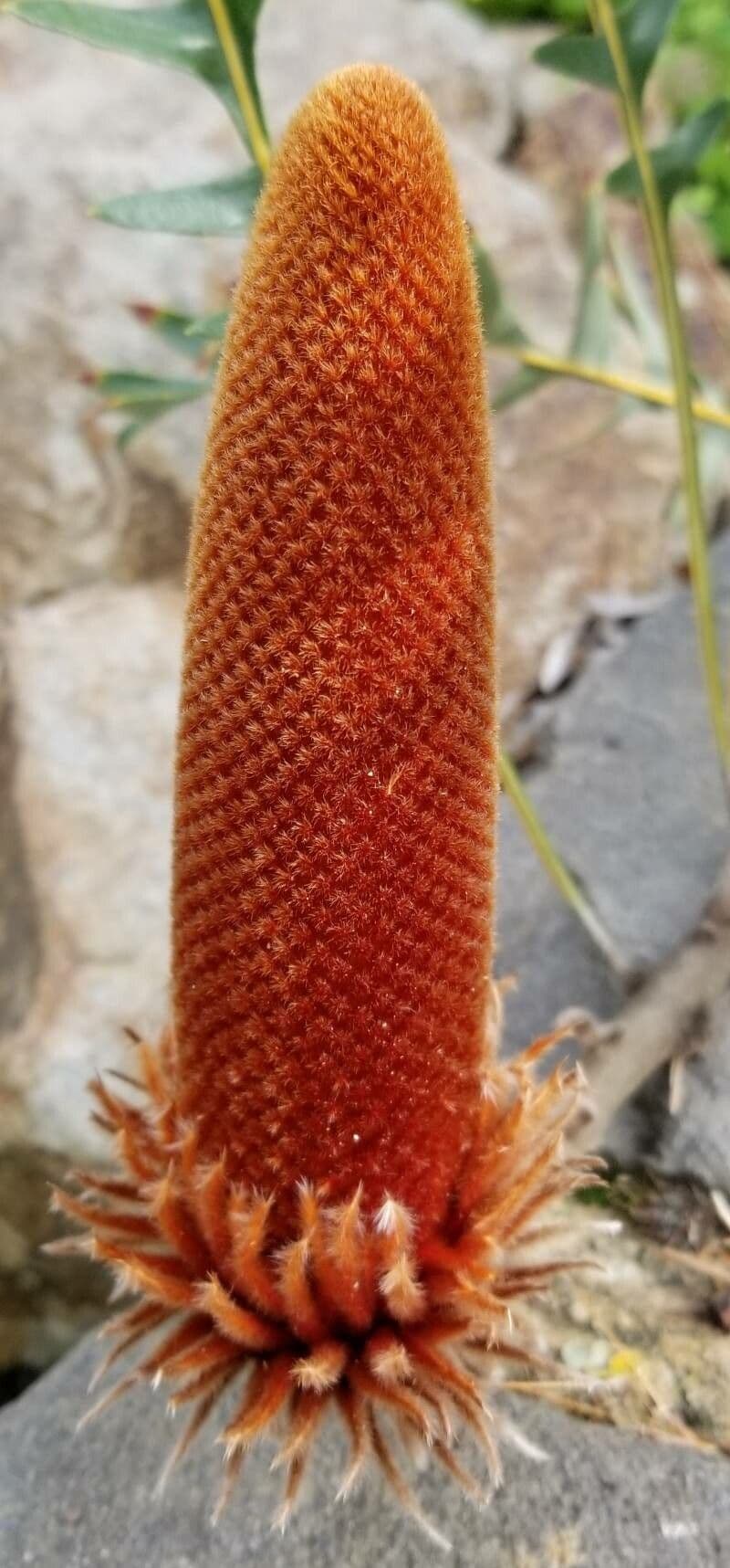Banksia