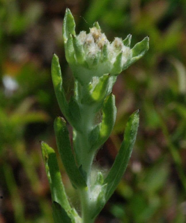Gnaphalium 5