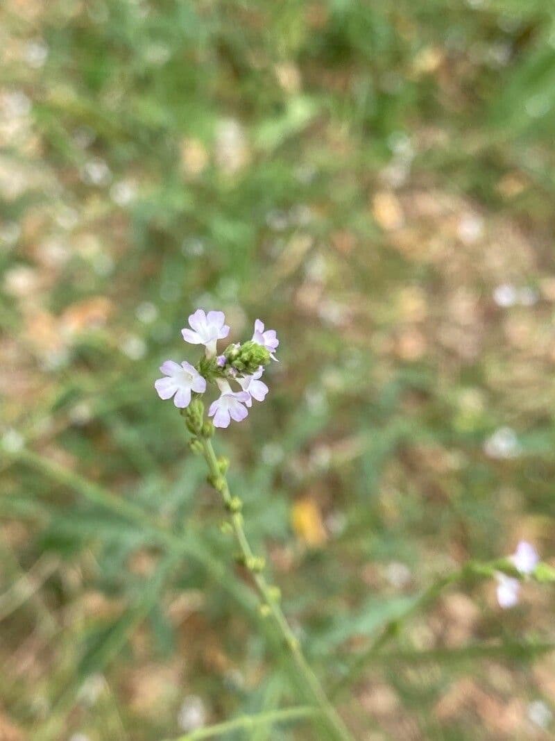 Verbena prostrata 5