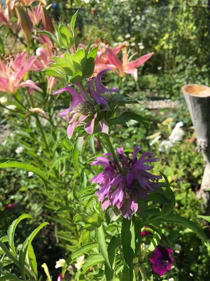 Monarde citronnée 12