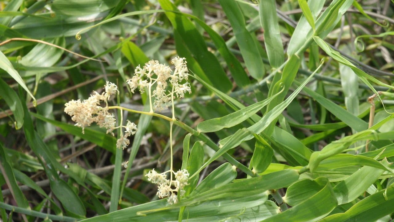 Flagellaria indická
