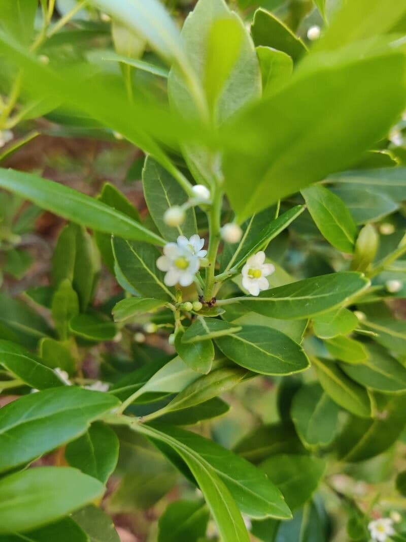 Ilex glabra 7