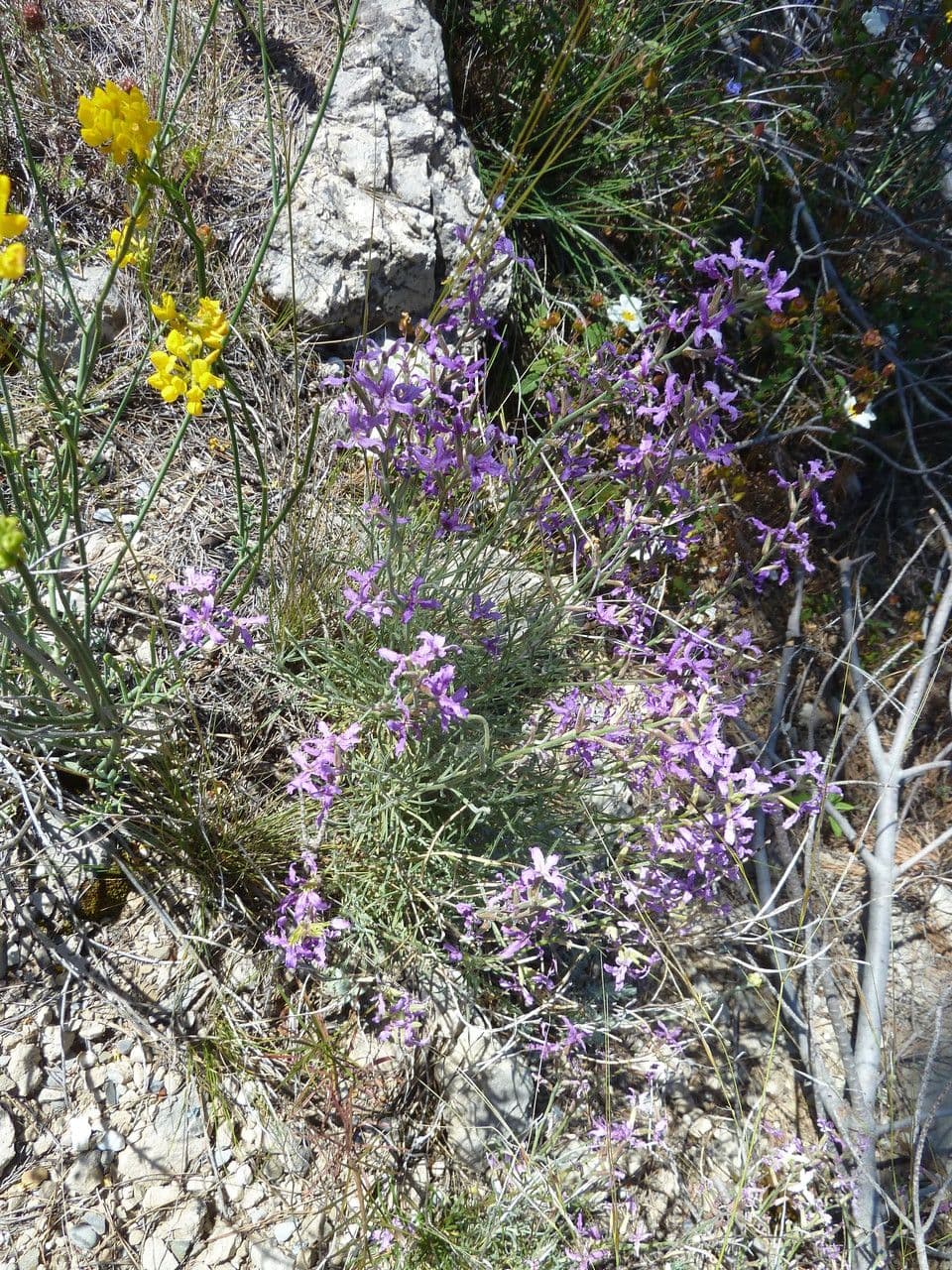 Violaciocca fruticulosa 10