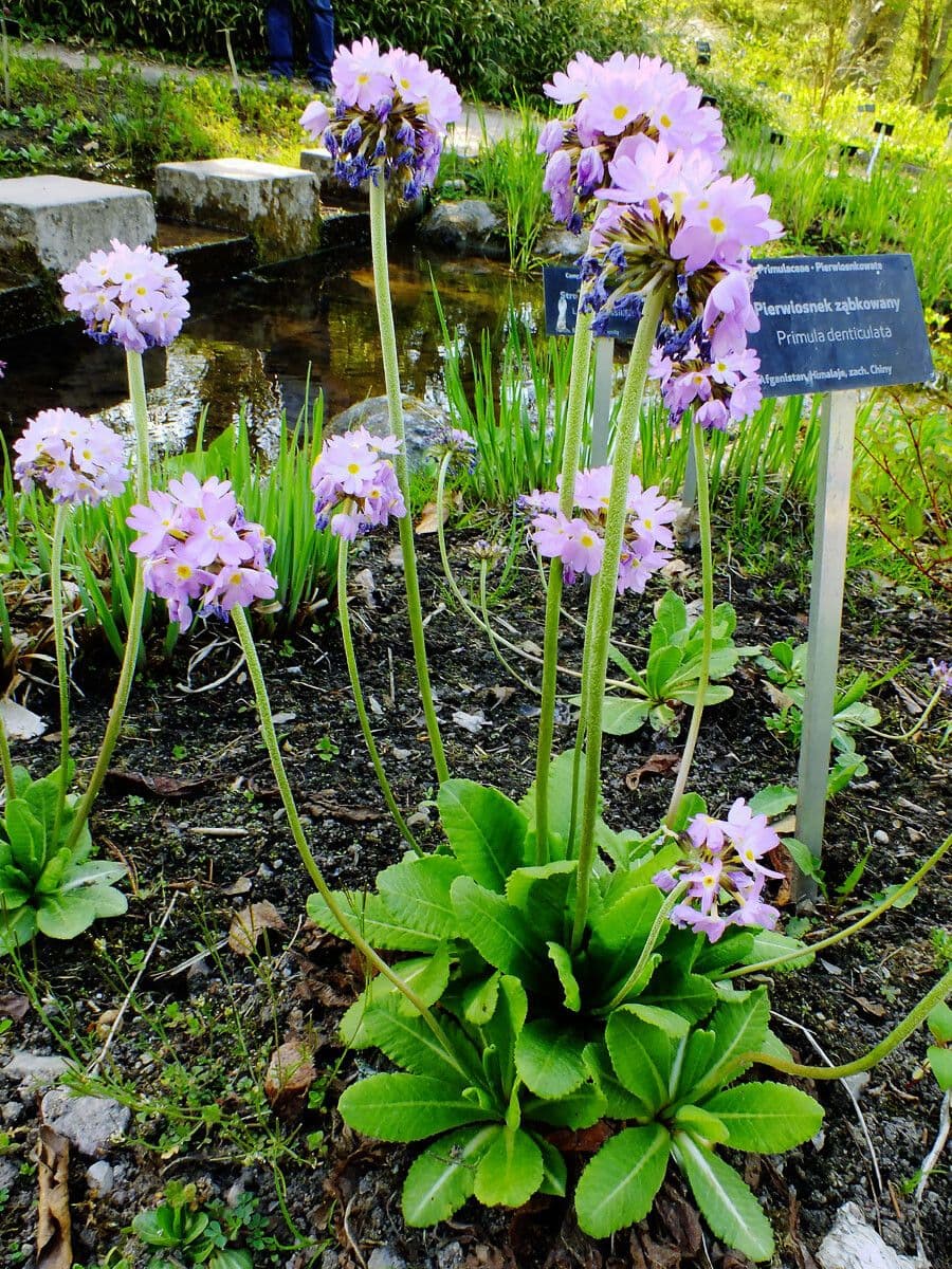 Primula denticolata 10