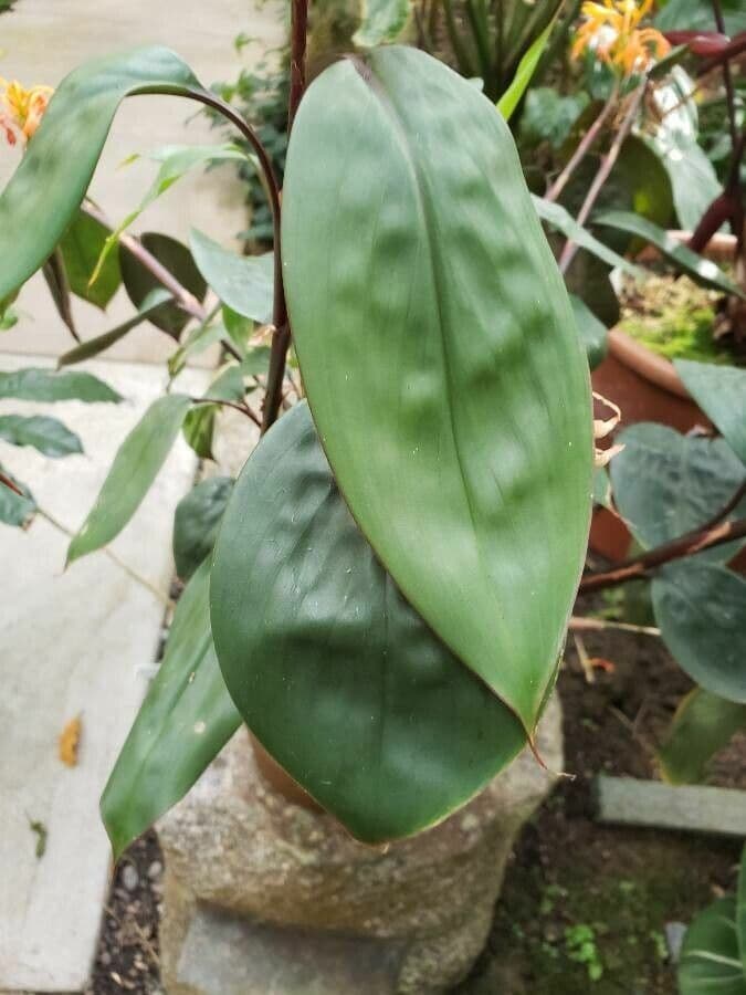 Burbidgea 3